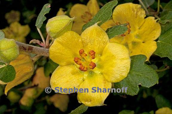 fremontodendron californicum 1 graphic